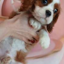 Кавалер Кинг Чайзер спаниель, в Москве