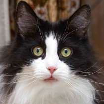 Ласковый котик Орион в добрые руки, в Москве