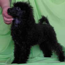 Той- Пудель девочка, в Москве