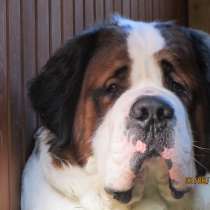 Предлагается для вязки очень милый сенбернар, в Новосибирске