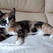 Котята бесплатно, в Москве