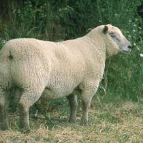 Племенные овцы породы Вандейская (из Европы класса Элита), в г.Ереван