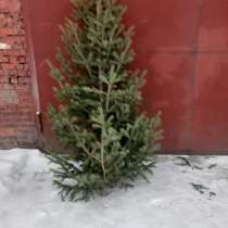 Новогодние живые елки, в Новокузнецке