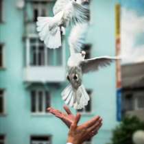 Выпуск голубей на вашем празднике, в Новосибирске