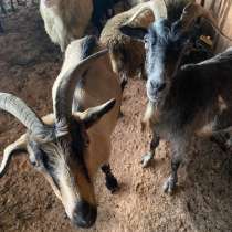 Домашние животные, в Нефтегорске