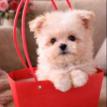 Дизайнерская порода - мальтипом, в г.Берлин