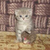 Шотландская кошечка из питомника, в Санкт-Петербурге