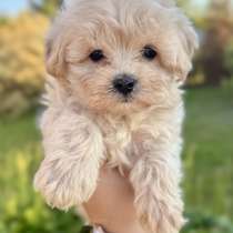 Maltipoo F1 Puppies/Щенки мальтипу Ф1, в г.Дубай
