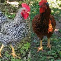 Предлагаю вашему вниманию великолепных кур и петухов венгерс, в Москве