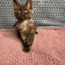 Котята мейн кун, в Москве