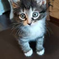 Ищут дом котятки (мальчик и 2-е дев), в Москве