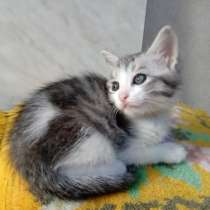 Отдам котят в добрые руки, в Москве