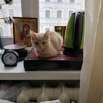 Котика-позитивчика в дар, в Оренбурге