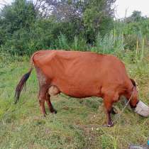 Продам корову, в г.Луганск