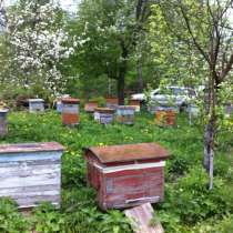 Продам пчелосемьи, в Брянске