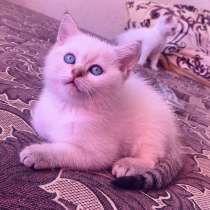 Британочки, в Санкт-Петербурге