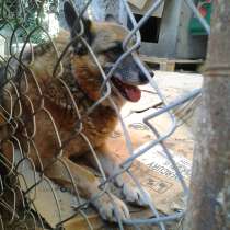 Метис 8 лет, в Санкт-Петербурге