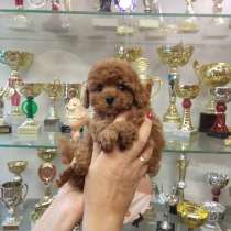 Очаровательные щенки миниатюрного и той-пуделя, в Москве