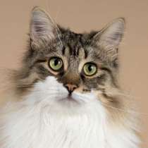 Добрый ласковый богатырь кот Фунтик, в Москве