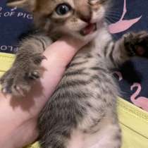 Котенок добрый и милый, в Сергиевом Посаде