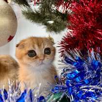 Шотландская золотая шиншила вислоухая, в Новороссийске