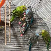 Волнистые попугаи, в Шелехове