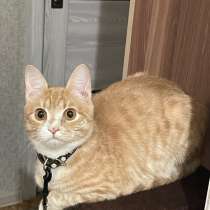 Отдаем кота в добрые руки, в Оренбурге