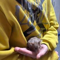 Сирийский хомяк, в Кемерове