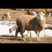 Овцы породы меринос и овцы романовской породы, в Уфе