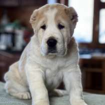 Среднеазиатская овчарка алабай, в Москве