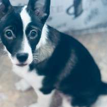 Отдам бесплатно в добрые руки. ошейник и поводок.+одежду, в Кемерове