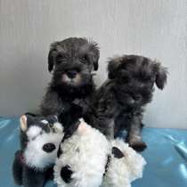 Продам щенков, Цвергшнауцер, в Благовещенске