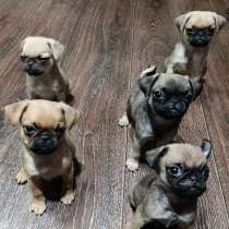 Щенки мопса, в Иркутске