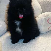 Померанский шпиц мини, в Уссурийске