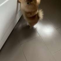 Стрижка собак, в Курске