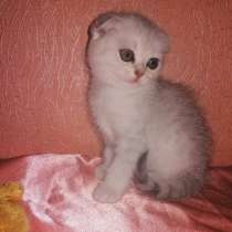 Шотландский кот, в г.Гомель