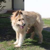 Шакира ищет дом, в Москве