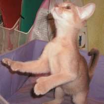 Необычная красавица, в Москве