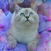 Скоттиш-страйт, в Москве