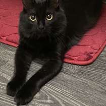 Молодой котик в дар, в Москве