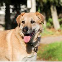 Чудесная Барабулька ищет дом и любящую семью!, в Москве