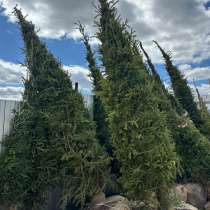 Ель сибирская, в Еманжелинске