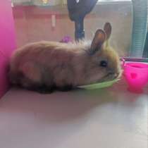 Карликовый кролик, в Майкопе