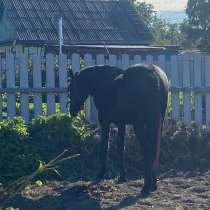 Продам лошадь, в Хабаровске