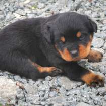 Щенки ротвейлера, в Челябинске