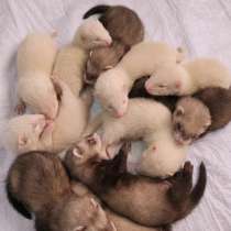 Хорек щенки, в Ростове-на-Дону