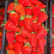 Оптом и розницу, в Нальчике