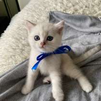 Шотландские котята, в Арзамасе