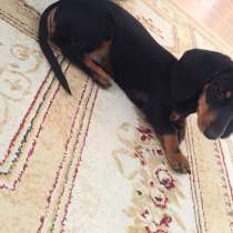 Такса, в Санкт-Петербурге