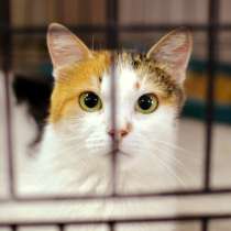 Красотка Белуччи готова осчастливить человека, в Москве